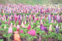 広島で12,000株の『昇り藤』が見ごろ　天に向かって咲く色とりどりの花々