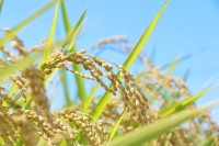 『児童が収穫した米』勝手に持ち帰り食べる…　小学校教諭(20代)停職処分　教諭は「怒られると思いごまかした」