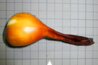 【有毒植物の球根】をタマネギと勘違い…　食べた女性が『死亡』　同じ植物を誤食・過去10年で「14人死亡」