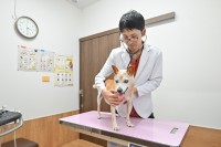 納得できる獣医療とは何か　長寿化するペットと家族を支える動物病院の模索