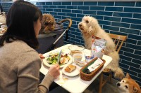 愛犬と“おそろい食材”でランチ　ユニ・チャームが横浜で期間限定カフェ