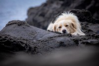 リビングでの発生が44％！愛犬が家にいるからって安心できない『熱中症』知っておきたい10のポイント