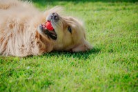 『犬が誤飲しやすいものランキング』 死亡例がある意外なモノも…主な症状や飼い主がとるべき対策4ヶ条とは
