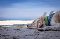 40℃超えの“酷暑”から愛犬を守って！　これだけは知っておきたい『熱中症対策』10のポイント