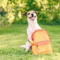 犬なしの旅行でチェックするべきこと３選　愛犬が安心安全に過ごすための選択肢とは