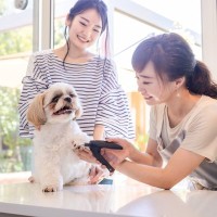 犬に必要な『お手入れ』はプロと飼い主さんの二人三脚で