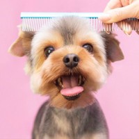 愛犬のトリミングを断られることがある？そうなる前に考えてほしい取り組みとは