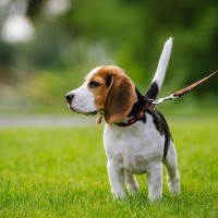 犬の散歩は「時間」より「質」？良質な散歩の仕方や注意点を解説
