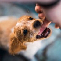 犬の「問題行動」が本来意味すべきこと