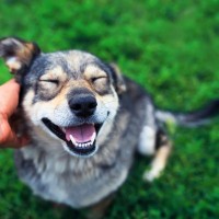 犬を甘やかすのは悪いこと？大事なのは管理