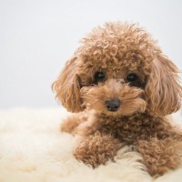 犬の『社会化』は子犬の時期だけではない？知っておくべきその実態とは