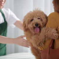 犬のトリミングで『利用頻度』が大事な理由とは