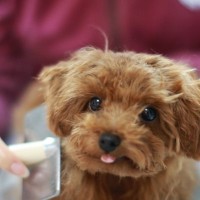 犬のお手入れ道具はこだわるべき？ケアの負担を減らせる選び方のポイントとは