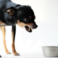 『犬が食べているときに手を出すと唸る・噛む』は問題行動？