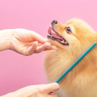 犬のブラッシングをするときは『コーム』も使った方がいい？役割から選び方まで詳しく解説