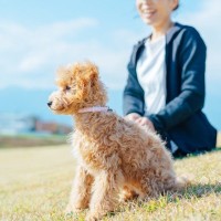 飼い主が帰ってきた時の犬の興奮を落ち着かせたいなら人間が冷静になろう　注意点や対処法をご紹介