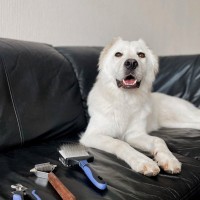 犬のお手入れに使う『スリッカーブラシ』の種類と違いとは？使い方から買い替えるタイミングまで解説