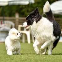 犬はドッグランに連れて行かなきゃダメ？得られるメリットや性格に合わせた遊び方を解説