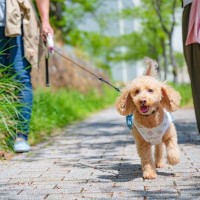 誰もいなければオフリーシュでもいい？公共の場では絶対に手を離したらだめ！