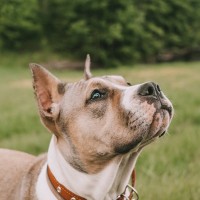 犬は贅沢品？趣味？愛しているからこそ飼わない選択も大事