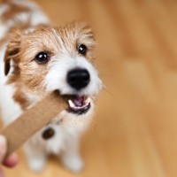 ラップの芯で犬の噛みたい欲求を満たそう！お手軽エンリッチメントで犬の福祉の向上にも