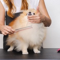 犬のお手入れにつかうコームはブラッシング以外でも使える便利アイテム！被毛の長さを測る定規として使おう！