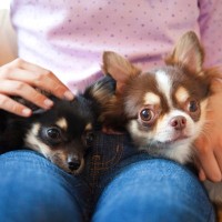 犬が勝手に膝の上に乗ってきたらおろしたほうがいいの？指示に従ってから乗せるべき？