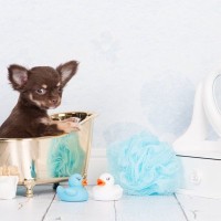 愛犬を自宅でシャンプーするときに揃えてほしい道具8つ　きれいに洗えるようにするためのポイントを解説