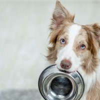 犬の散歩直後にご飯を与えるのはダメ？　その理由や時間の目安に「なるほど」「もう少し時間空けてみようかな」