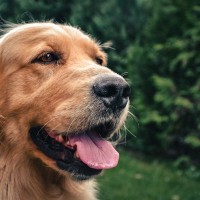 犬が暑くないのにハアハアするのはなぜ？　4つの理由に「病気の可能性もあるのか」「見極め方はあるの？」