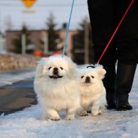 犬が寒さで散歩に行きたがらないときの対処法！外に出なくてもおうちで楽しく遊ぶのでもOK