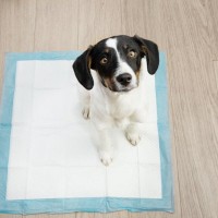 犬のトイレのしつけでスプレーを使う方法は効果なし？誘導するタイプと嫌悪刺激を与えるタイプがある