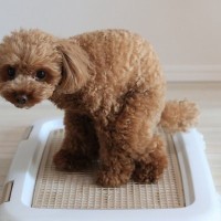 犬がトイレを覚えてきたらキュー（合図）をつけてみよう！トイレとキューが条件づけされると外出先でのトイレも助かる