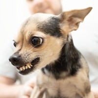 犬の噛む・唸るといった行動はしつけで改善できる？その原因と対処法について