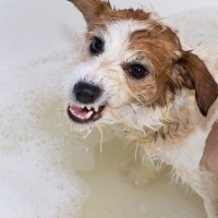 愛犬を『お風呂嫌い』にさせてしまう原因５つ　その理由に「無意識にやってたかも」「確かにイヤだよね」