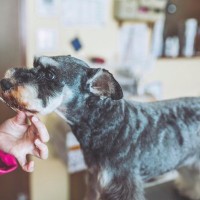 犬のトリミングでカットのみ対応のサロンってあるの？受け付けているお店が少ない3つの理由