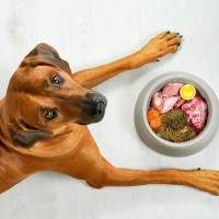 犬のご飯『だらだら食べ』はやめさせるべき？　その理由と対策に「知らなかった」「今日から実践する」