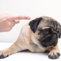 犬のしつけで叱るのは意味がない？叱る側の考えと叱られる側の気持ちについて