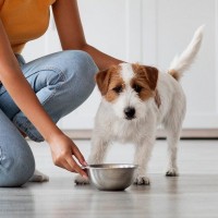 犬に絶対してはいけない『ご飯の与え方』6選　NGな理由に「ダメな食材は把握して」「量も大事」