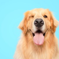 『人懐っこい』と言われる犬種5選　その理由や人のことが大好きになる育て方とは？