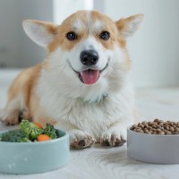 愛犬のご飯は温めるべき？　寒い季節に適した食べ物の温度とメリットとは