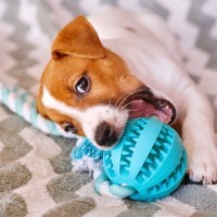 おもちゃは家庭犬の福祉の向上にどのくらい役に立つ？【研究結果】
