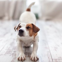犬が『伸び』をする理由5選　心理的なものや病気の可能性も