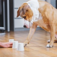 室内でできる『犬の脳トレ』5選　簡単にできる遊び方と脳に刺激を与えるコツ