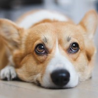 犬の『視力』は犬種によって違う？　その研究結果に「知らなかった」「個体差だけじゃないのか」