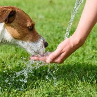 犬にNGな『水』５選　与えてはいけない理由と適切な飲ませ方とは？