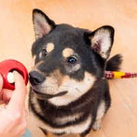 自宅ですぐに簡単にできる菜食エンリッチメント！紙や空き箱が素敵な犬満たしアイテムになる