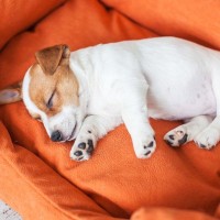 犬は『寝方』でも気持ちがわかる！4つの心理と注意すべき寝姿とは？