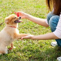 ドッグトレーニングは目的ではなく手段！明確な目的を知ることが大切