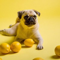 犬にとって『ビタミンC』は効果的？与えるメリットや適切な量に「量が大切」「取り入れてみよう」